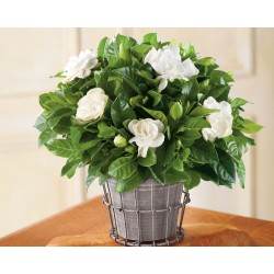 Gardenia in a basket