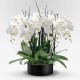 Orchidea royal
