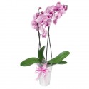 Orchidée en vase double branche de rose 