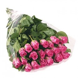 1 Rosa rosa