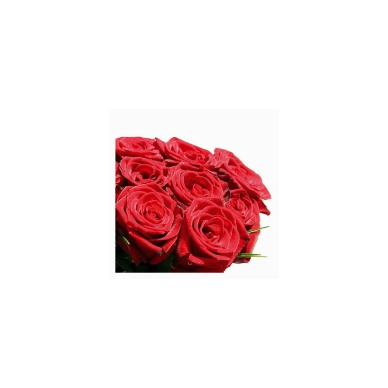 15 rose rosse in confezione